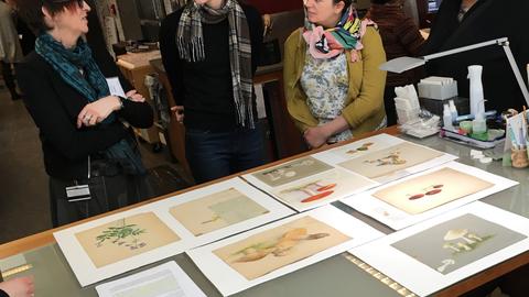 Group discusses conservation of botanical drawings