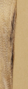 A detail of dark, straight hair from the animal (likely goat) on the parchment. 