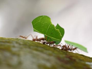 ants on a log carrying large leaf fragments