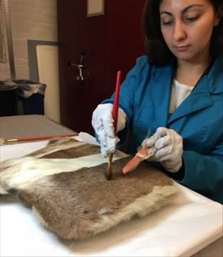 A woman cleaning a fur-covered object.