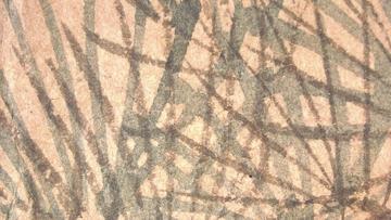 fig8_indigo_ill2_conifer6x.jpg