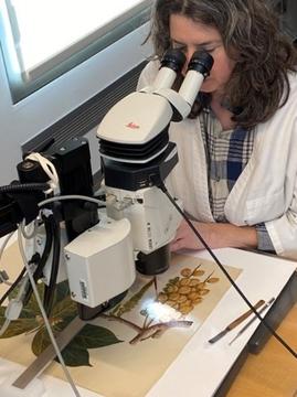 A conservator working on a watercolor using a microscope. 