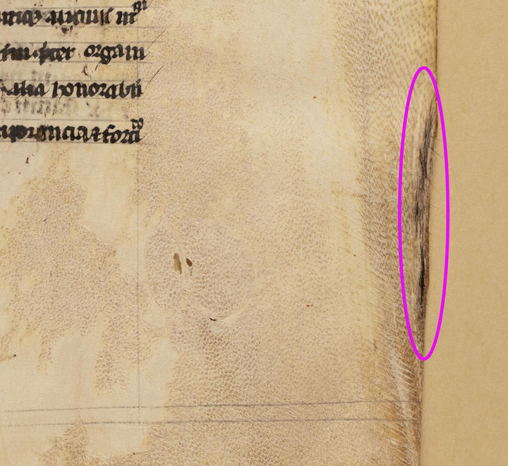A manuscript with short, dark hair from the animal (likely goat) from which the parchment was made.