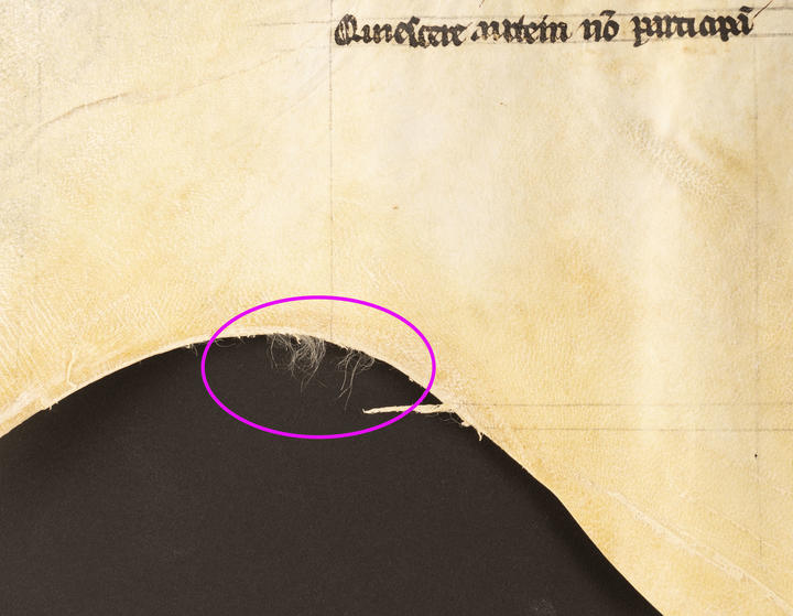 A close up of the curly white hair from the animal (liely sheep) on a piece of parchment.