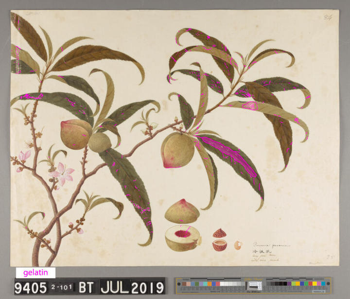 A digital image of a painting with areas of treatment marked up with bright colors. 