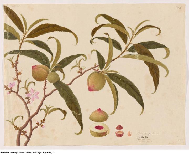 A watercolor painting of a peach and peach plant. 