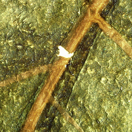 A detail from the peach painting after it has been consolidated. 