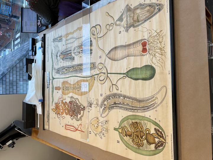 A large, unrolled chart with illustrations of insect anatomy. 