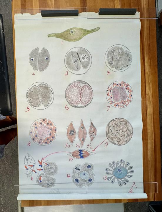 A large, unrolled chart with illustrations of parasite anatomy. 