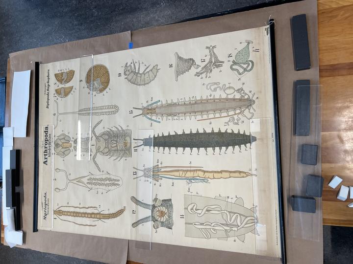 A large, unrolled chart with illustrations of insect anatomy. 