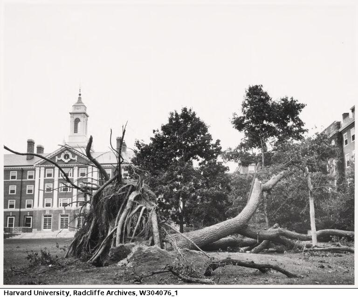 A fallen tree with roots sticking up in Radcliffe Yard.